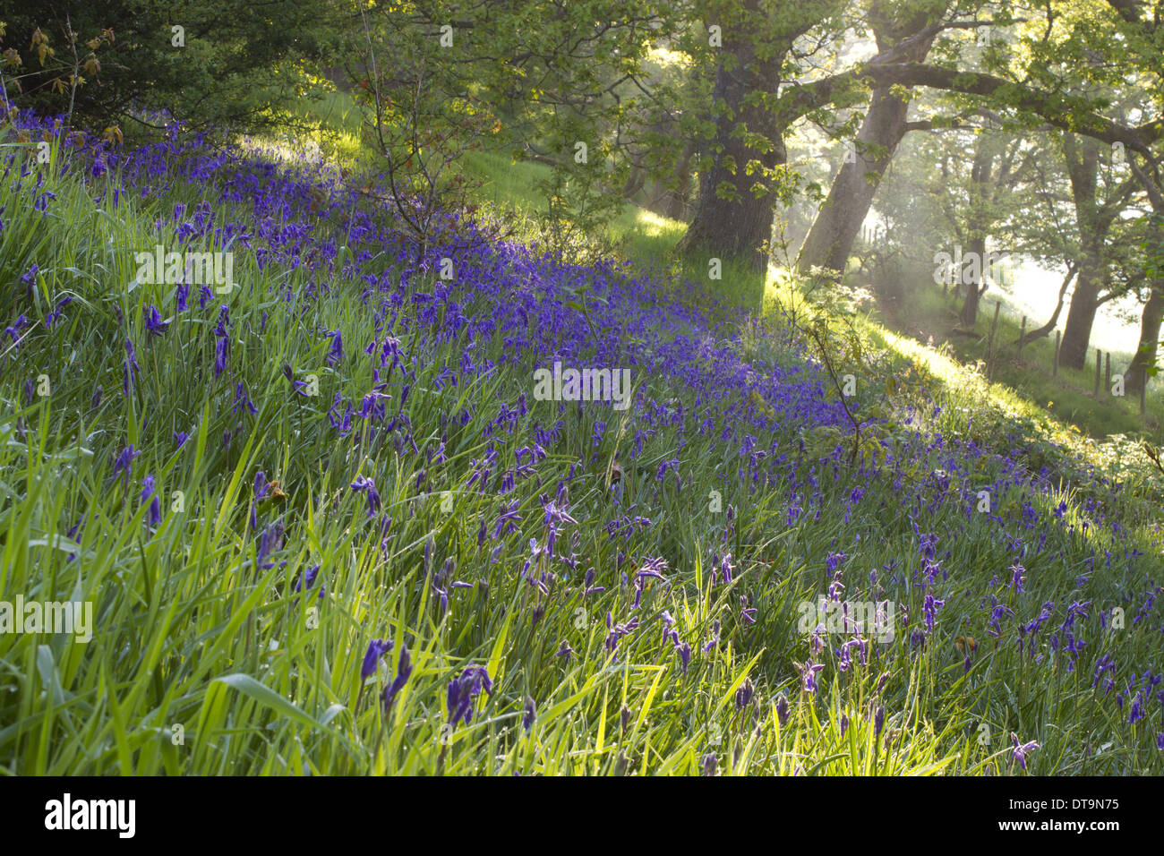 Bluebell (Endimione non scriptus) massa di fioritura, crescendo nella luce solare pezzata di misty bosco di querce habitat, POWYS, GALLES, Giugno Foto Stock