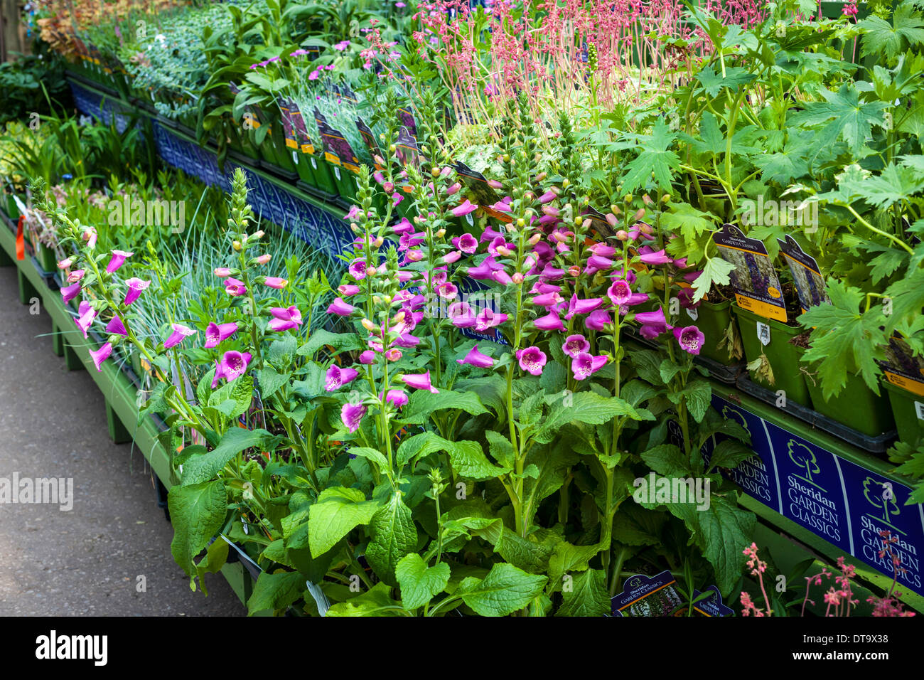 Ripiani di varie piante a molla per la vendita in vivaio Foto Stock