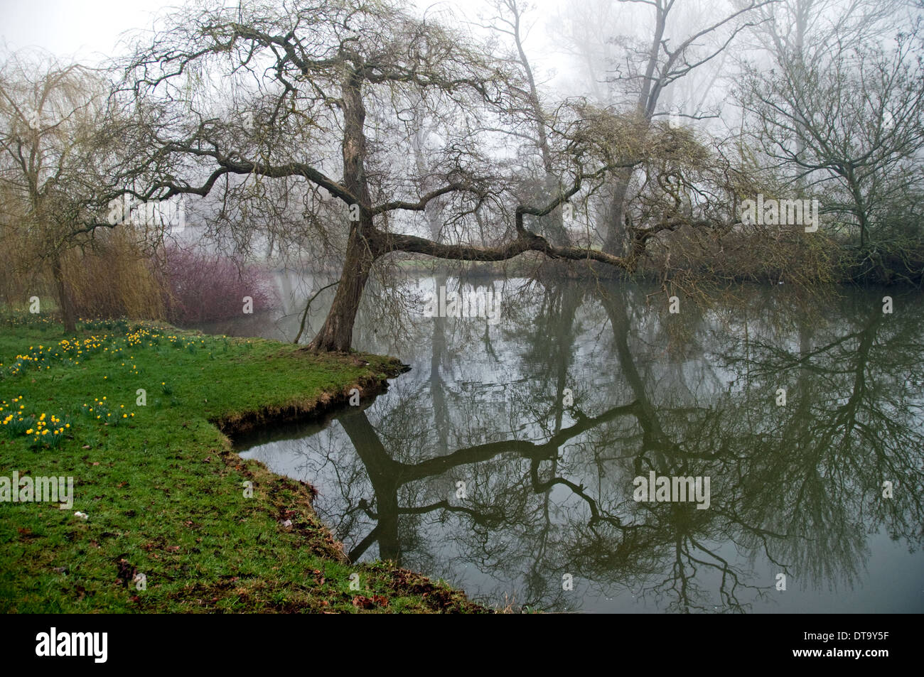 Fiume Cherwell e alberi, Oxford University Parks Foto Stock