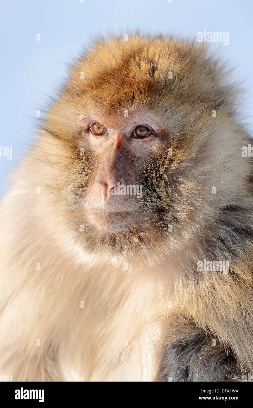 Barbary macaque (Macaca sylvanus), femmina in inverno, nativo di Marocco e Algeria, Gibilterra, captive, Germania Foto Stock