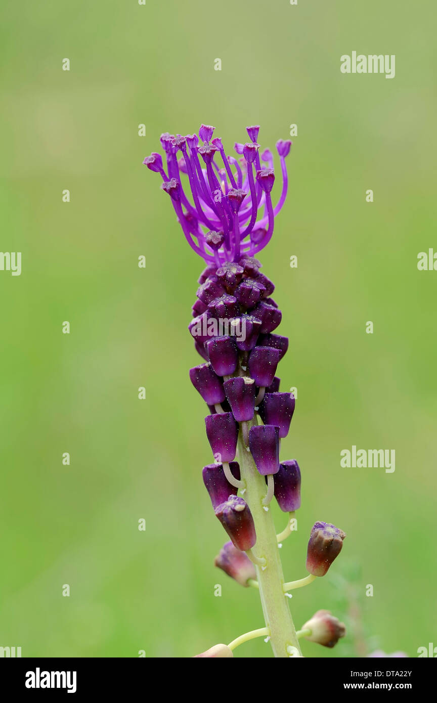 Infiorescenza staminifera Giacinto (Muscari comosum), Provenza, Francia meridionale, Francia Foto Stock