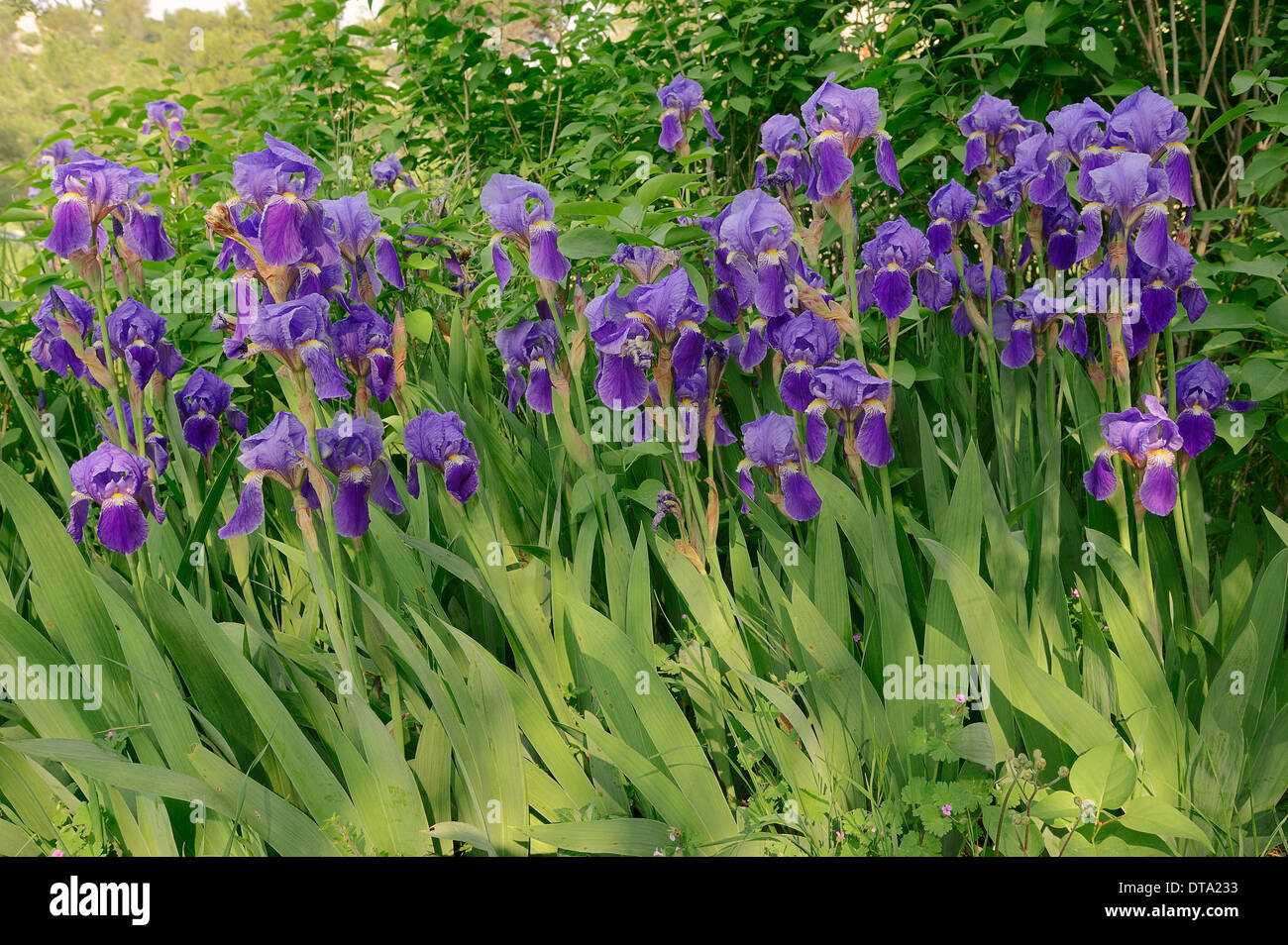 Di medie Tall Barbuto (Iris Iris barbata-media ibrido), Provenza, Francia meridionale, Francia Foto Stock