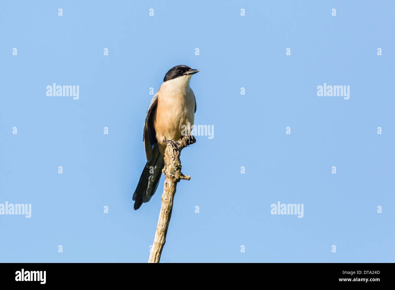 Azzurro-winged Gazza (Cyanopica cyana), Estremadura, Spagna Foto Stock