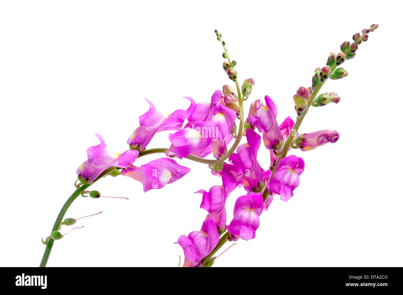 Alcuni viola fiori di bocca di leone su sfondo bianco Foto Stock