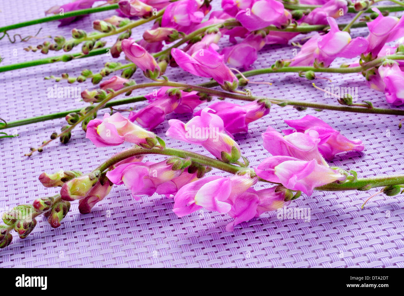 Alcuni viola fiori di bocca di leone su uno sfondo viola Foto Stock