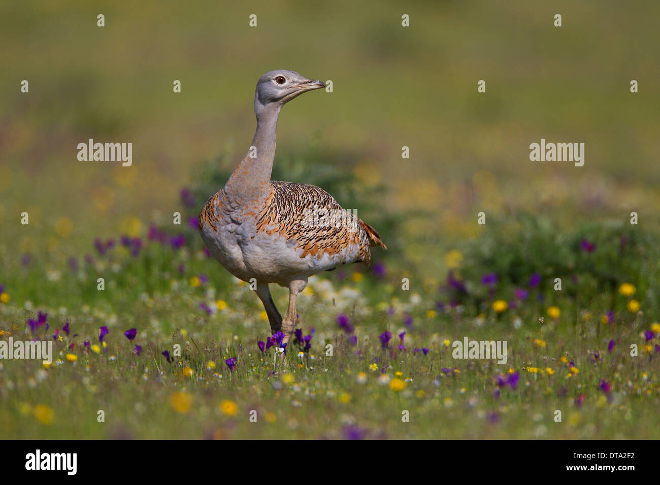 Grande (Bustard Otis tarda), femmina, Estremadura, Spagna Foto Stock