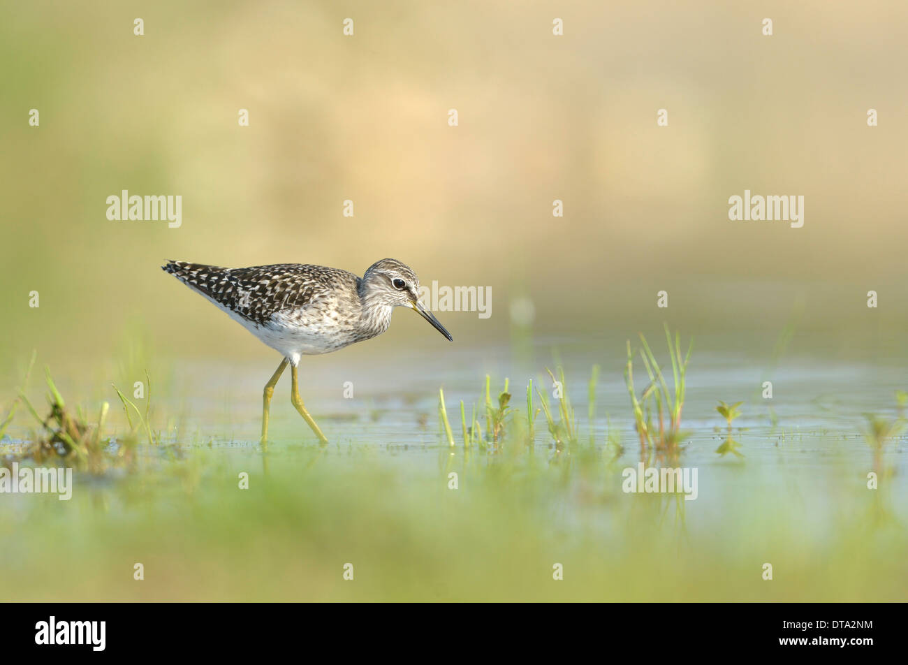 Wood Sandpiper (Tringa glareola) rovistando in una vecchia cava di ghiaia, in Sassonia, Germania Foto Stock