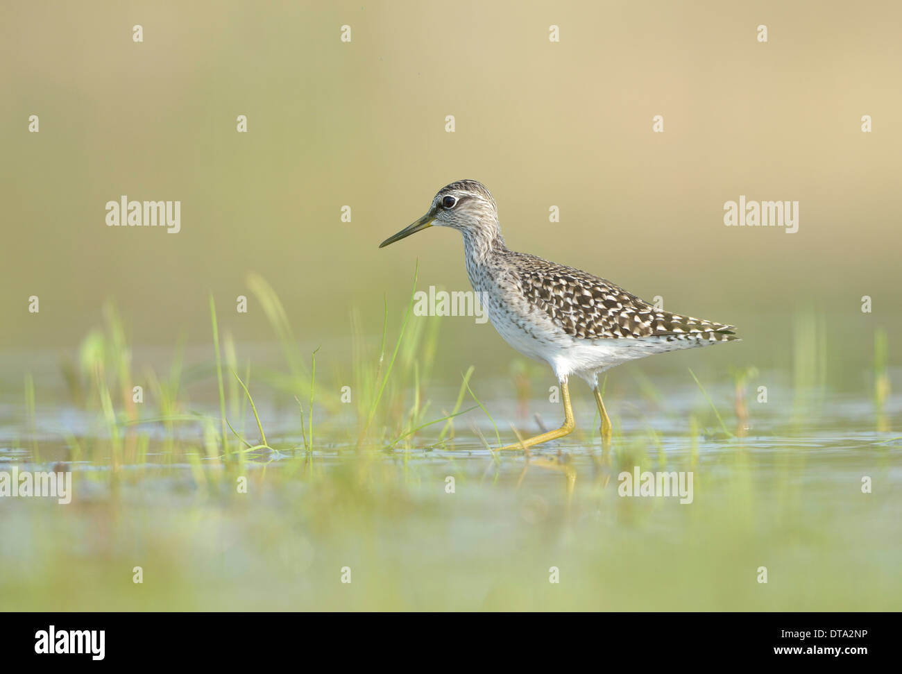 Wood Sandpiper (Tringa glareola) rovistando in una vecchia cava di ghiaia, in Sassonia, Germania Foto Stock