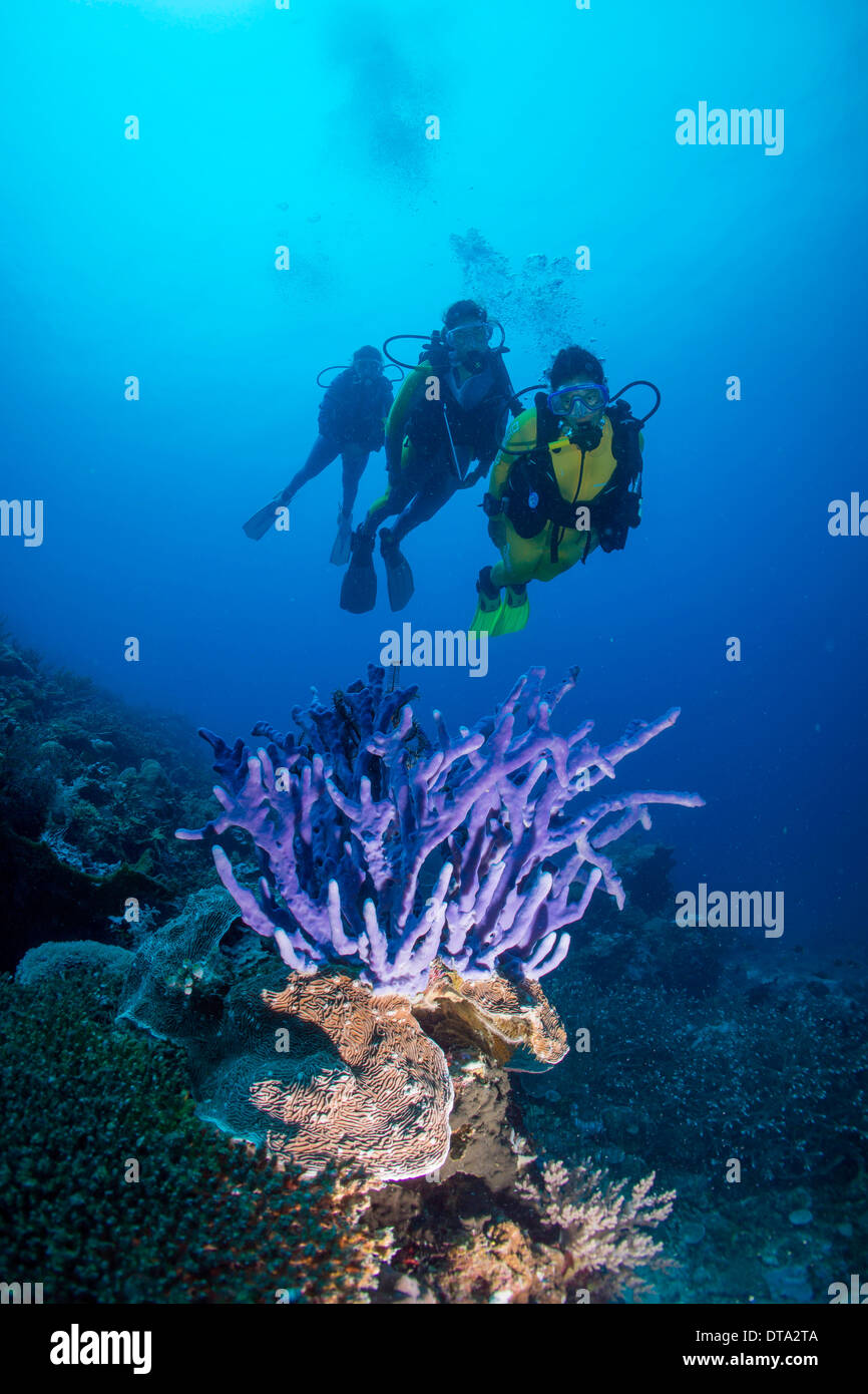 Tre subacquei con una spugna (Demospongiae) nella barriera corallina, Filippine Foto Stock