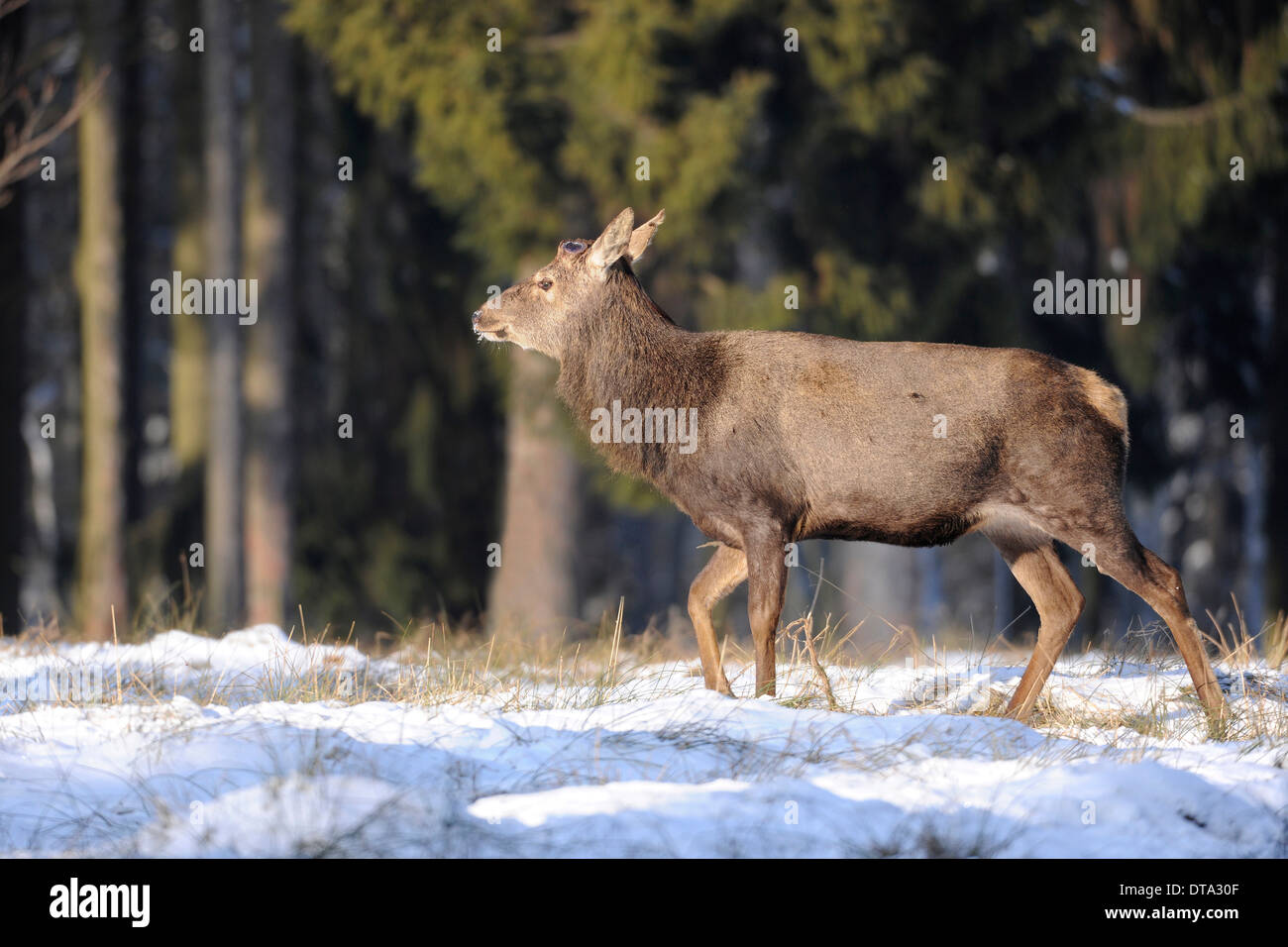 Il cervo (Cervus elaphus), feste di addio al celibato dopo la caduta di palchi, captive, Bassa Sassonia, Germania Foto Stock