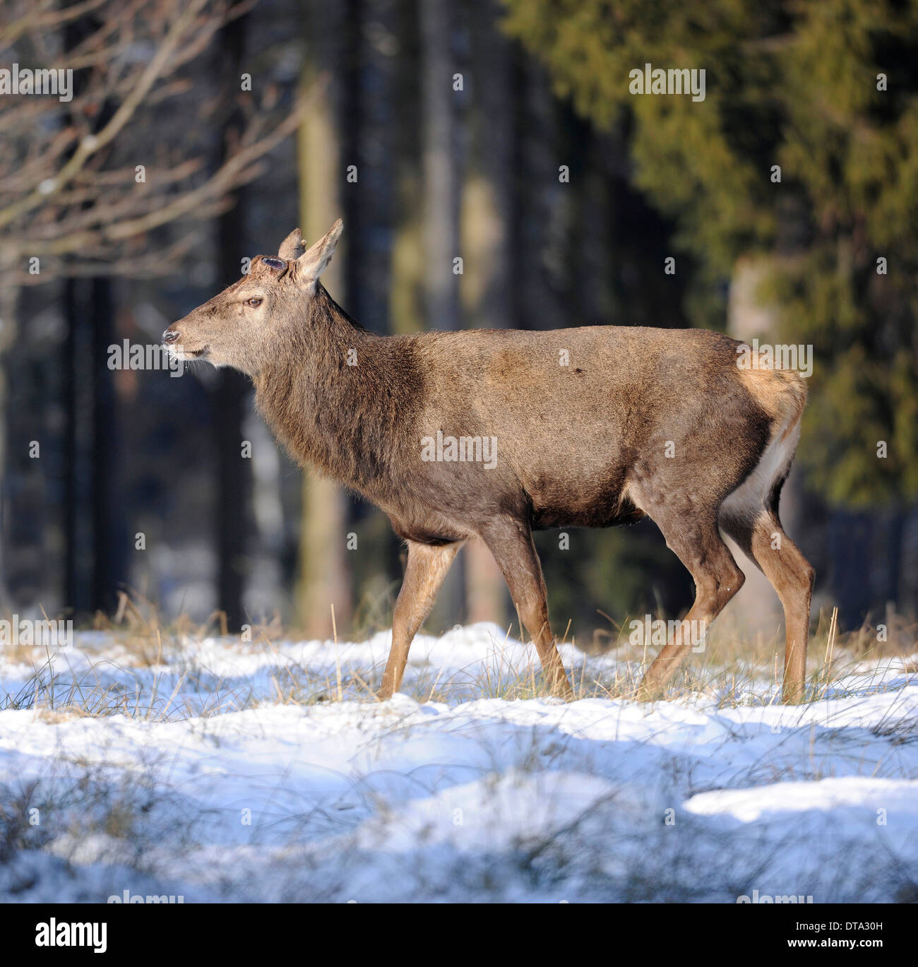 Il cervo (Cervus elaphus), feste di addio al celibato dopo la caduta di palchi, captive, Bassa Sassonia, Germania Foto Stock