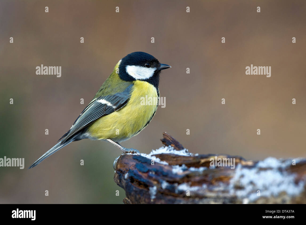 Cinciallegra (Parus major), Tirolo, Austria Foto Stock