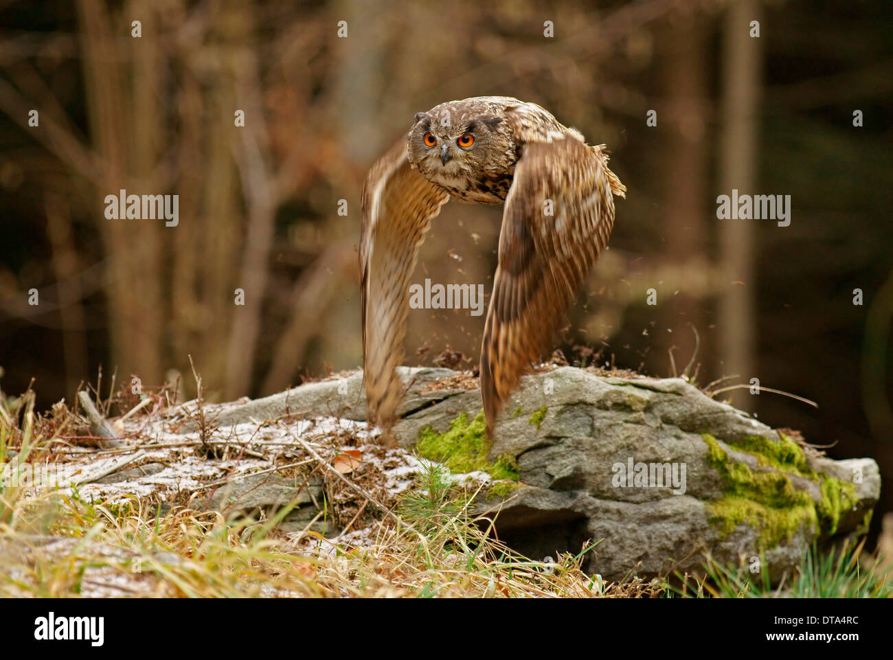 Gufo reale (Bubo bubo) in volo, captive, Repubblica Ceca Foto Stock