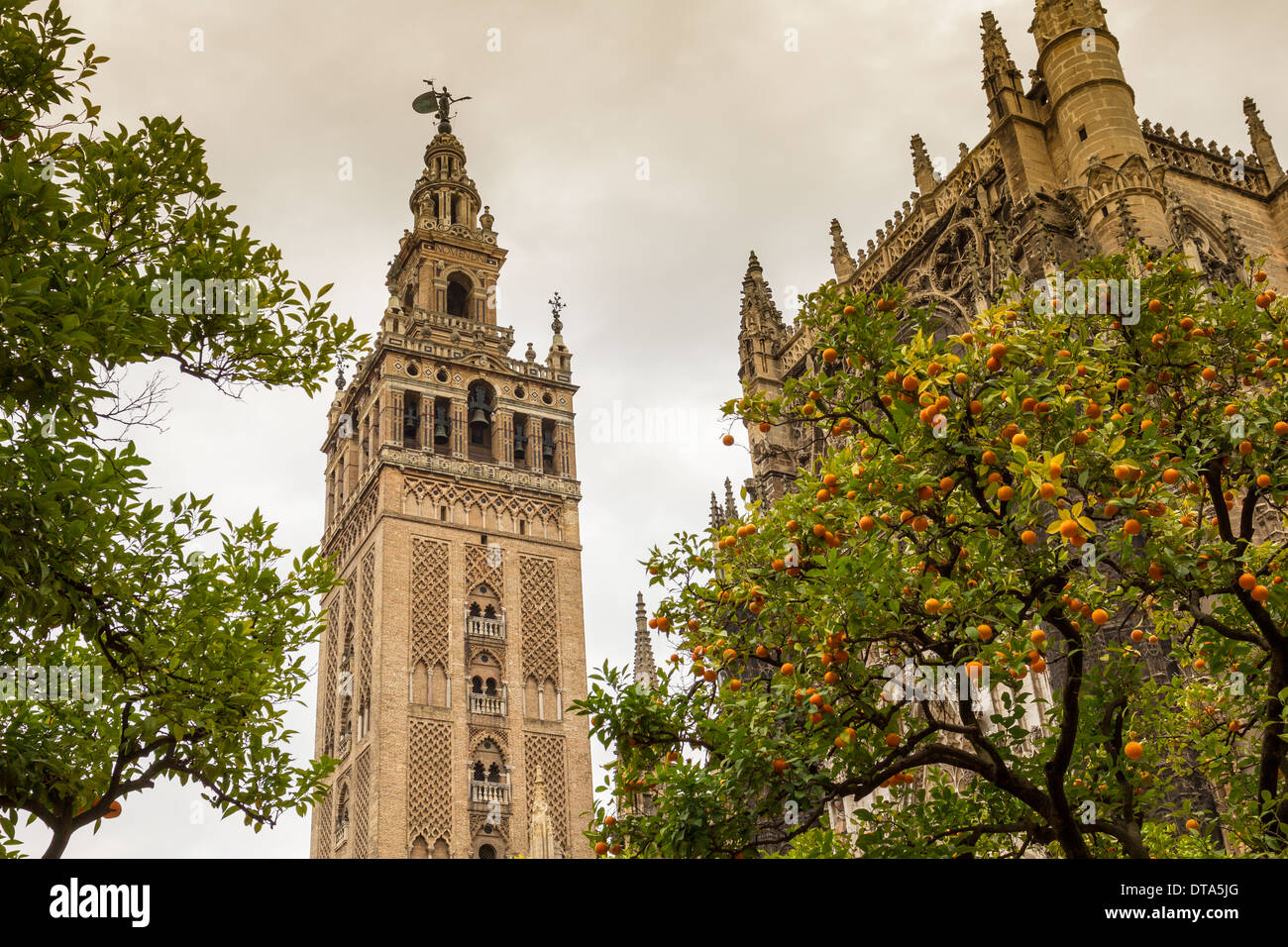 Siviglia Spagna la cattedrale e la torre Giralda con alberi di arancio al tempo di Natale Foto Stock