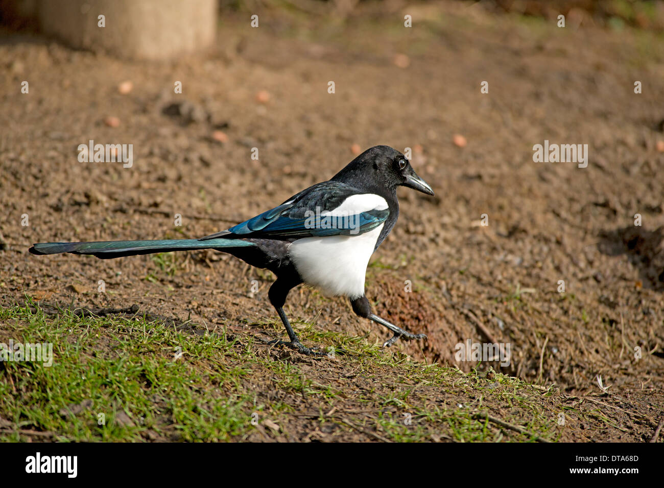 Si spostano rapidamente su un terreno accidentato. Foto Stock