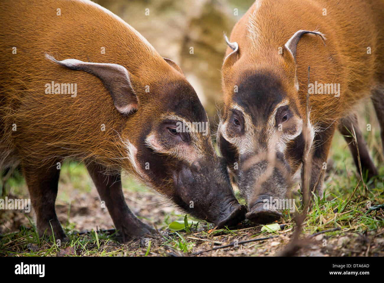 Bristol, Regno Unito. Xiii Febbraio, 2014. Red River Hog fratelli Ekunu e mito per esplorare il loro contenitore per la prima volta presso il luogo selvaggio Progetto in Bristol. La coppia hanno recentemente spostato da Edinburgh Zoo per essere parte del Segreto Congo presentano. 13 febbraio 2014 Credit: Adam Gasson/Alamy Live News Foto Stock