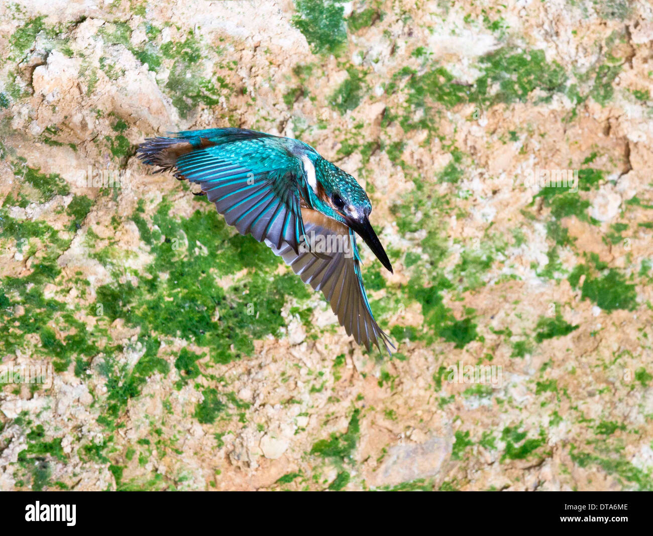 Maschio di uccello in volo dal suo foro di nidificazione in banca. Foto Stock