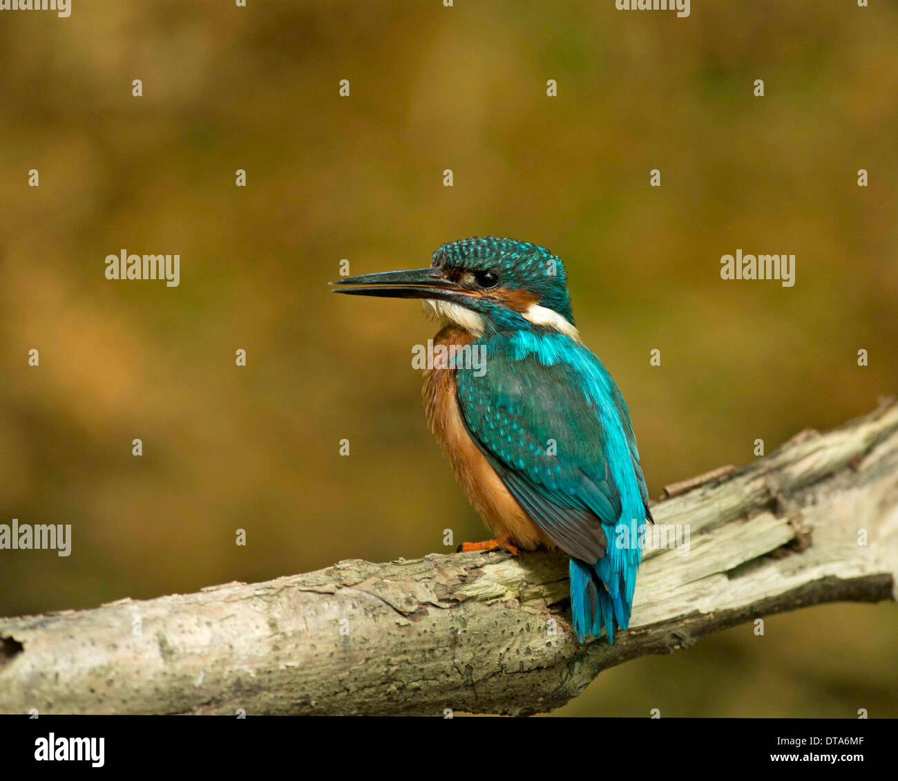 Comune Femmina Kingfisher, seduto sul ramo di profilo a becco leggermente aperta. Foto Stock