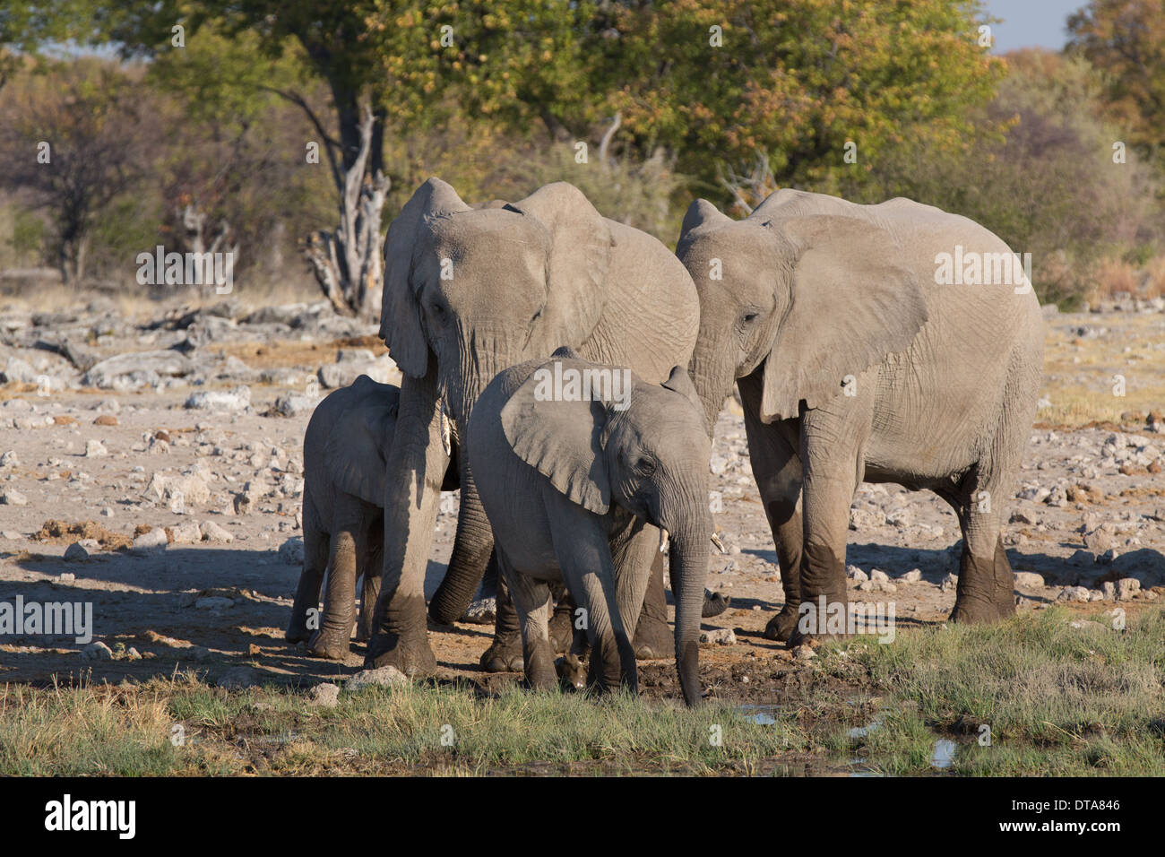 Elefanti in Etosha Foto Stock