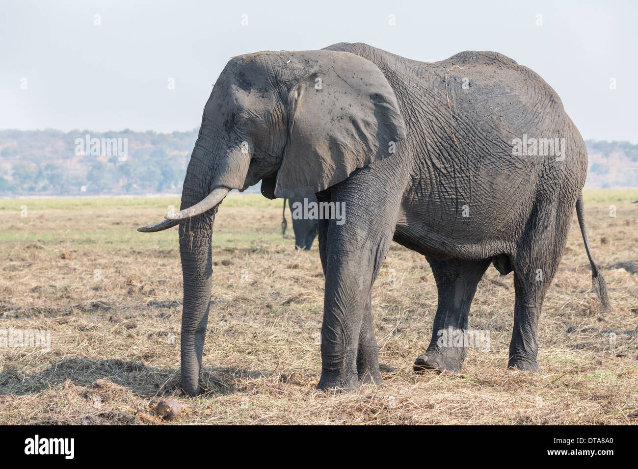 testa dell'elefante Foto Stock