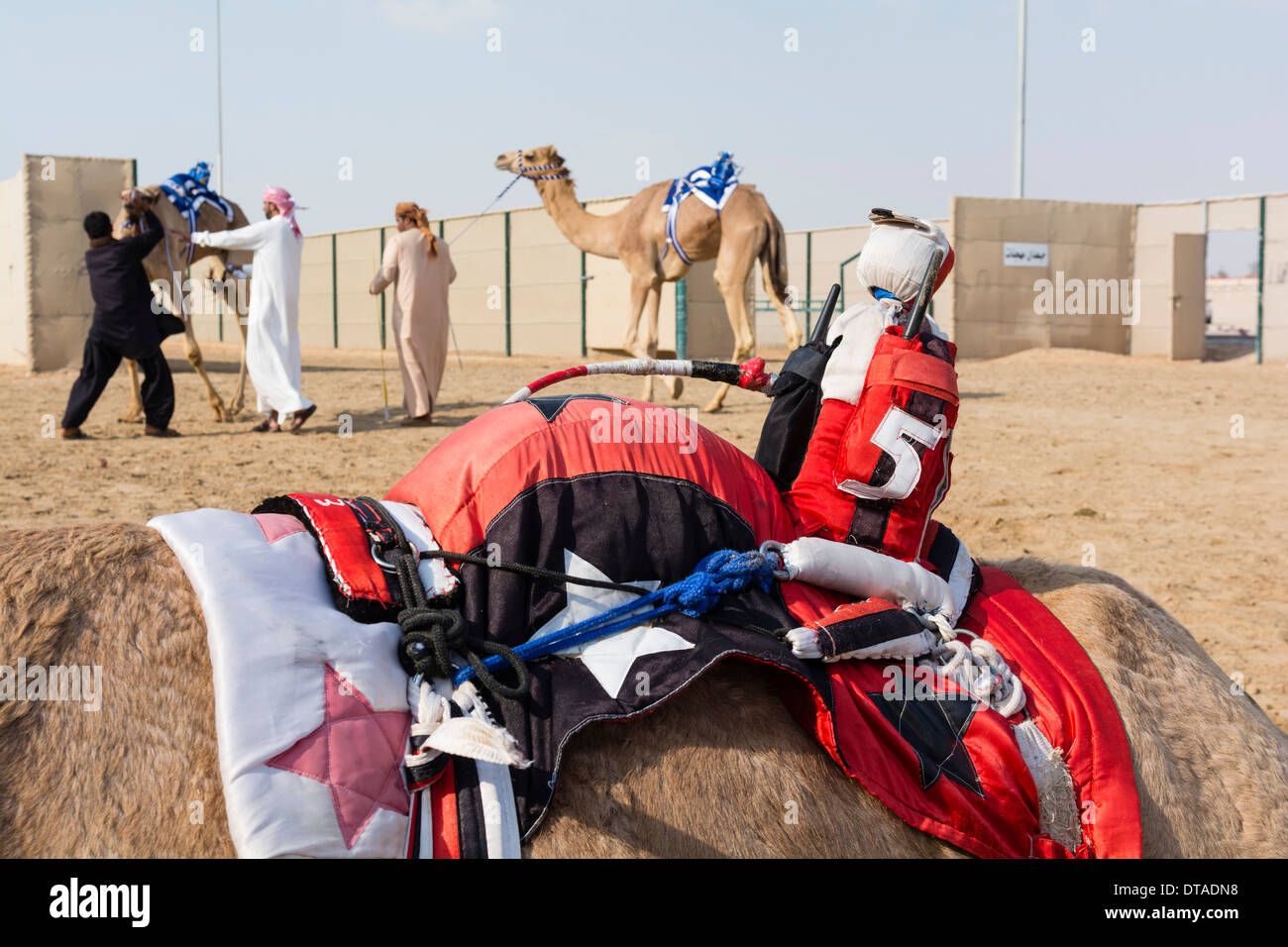 Il Robot fantino sul cammello al camel racing club at Al Marmoum fuori Dubai negli Emirati Arabi Uniti Foto Stock