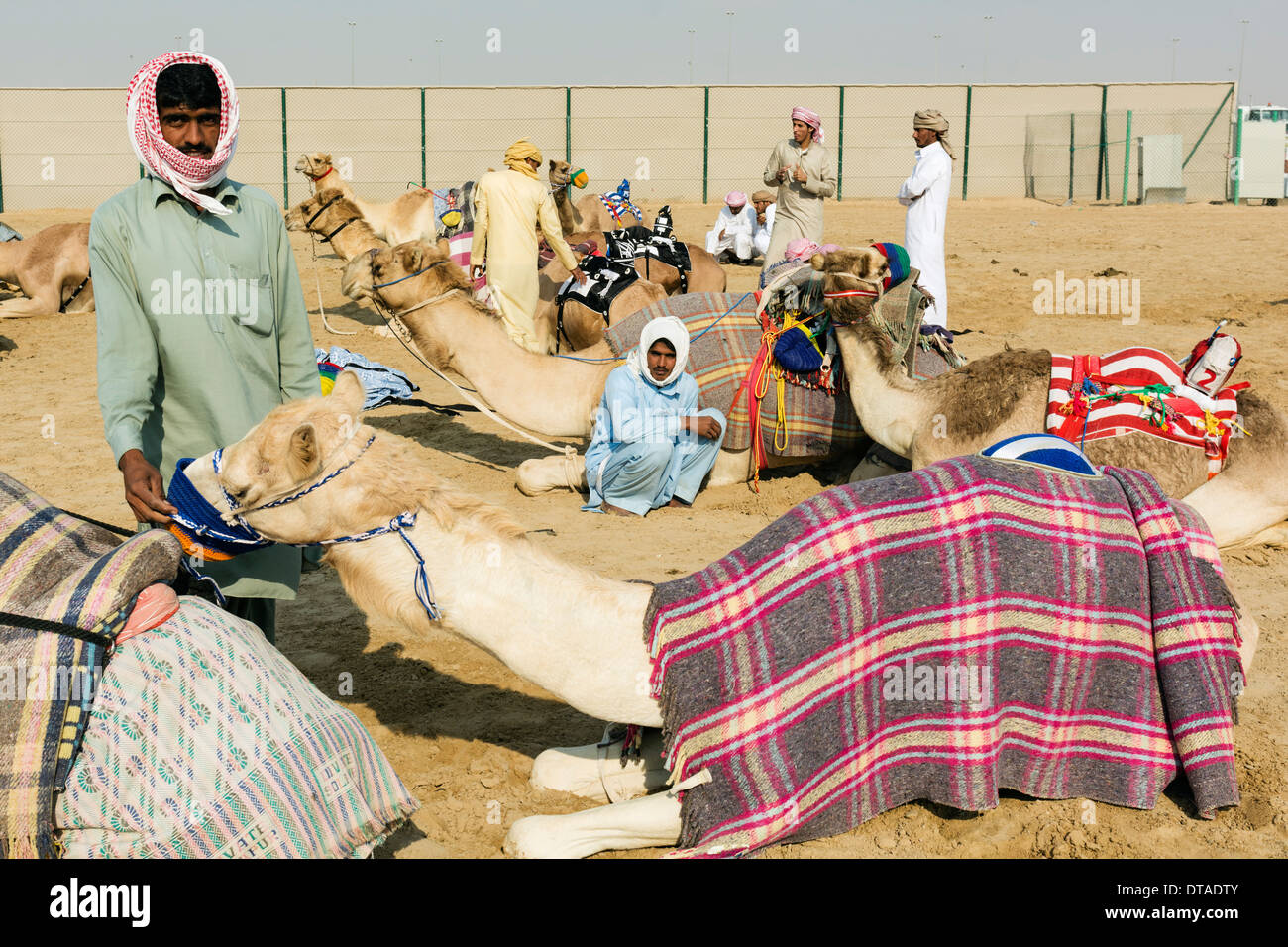 Cammelli in appoggio prima di racing al camel racing club at Al Marmoum fuori Dubai negli Emirati Arabi Uniti Foto Stock