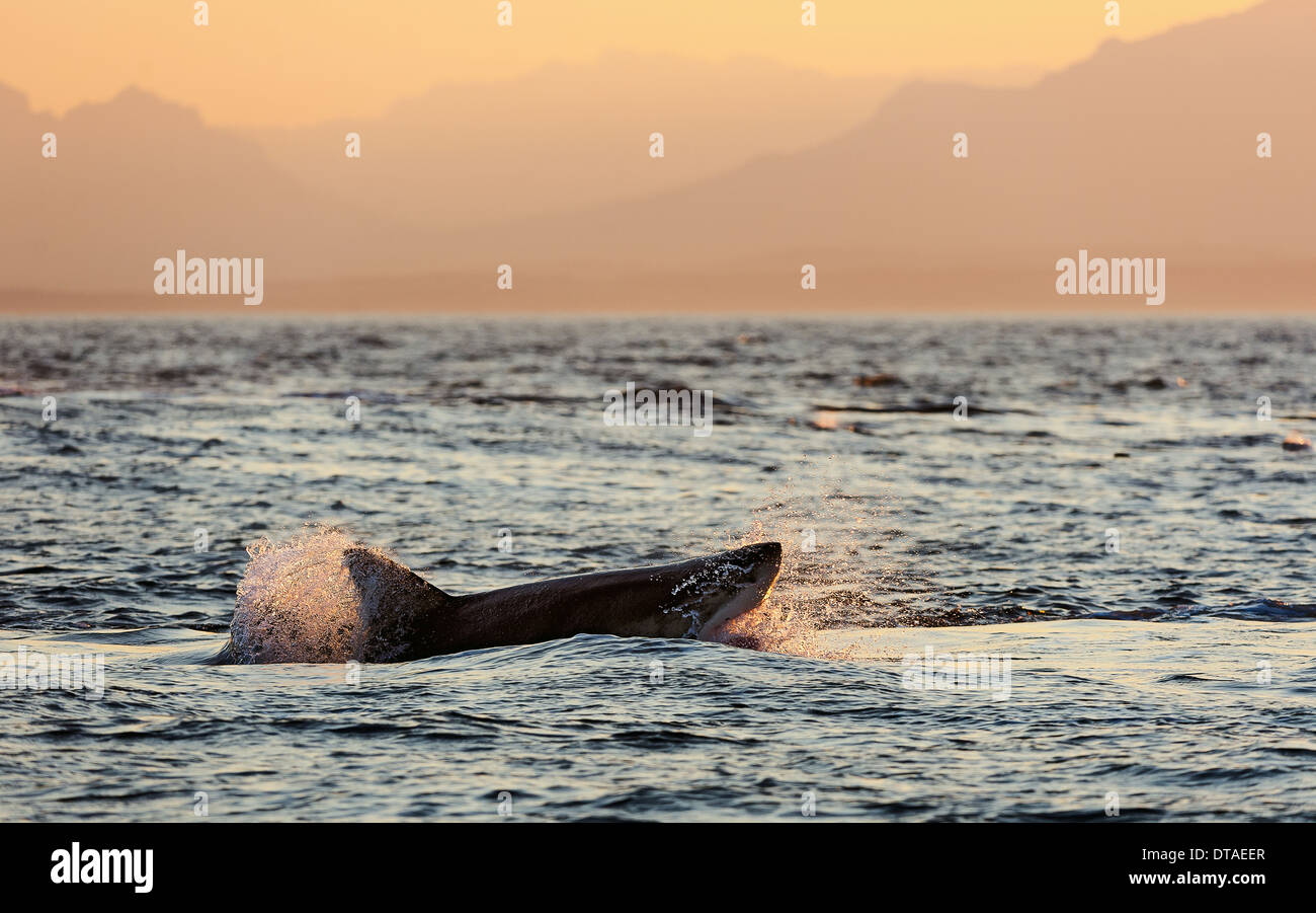 A caccia di un grande squalo bianco (Carcharodon carcharias). Sud Africa Foto Stock