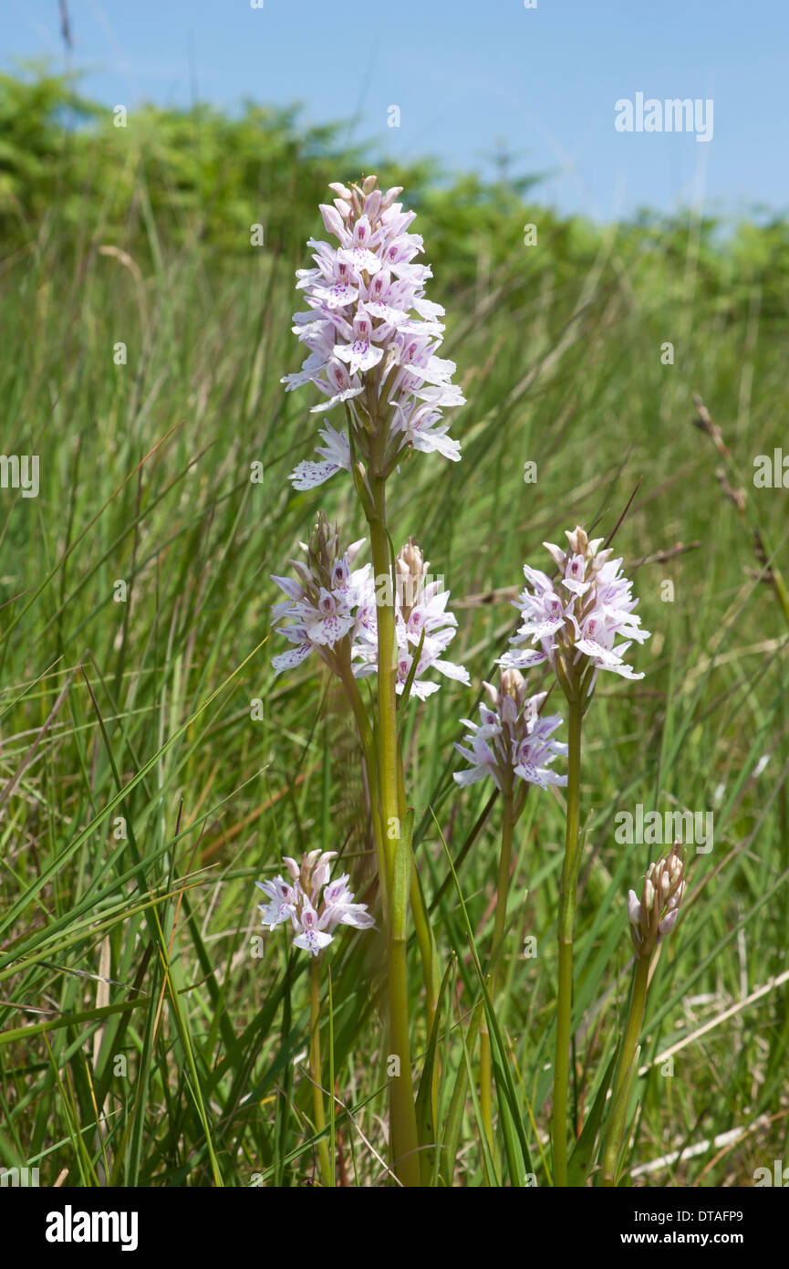 Comune (pezzata Dactylorhiza fuchsii) orchid nel selvaggio Foto Stock