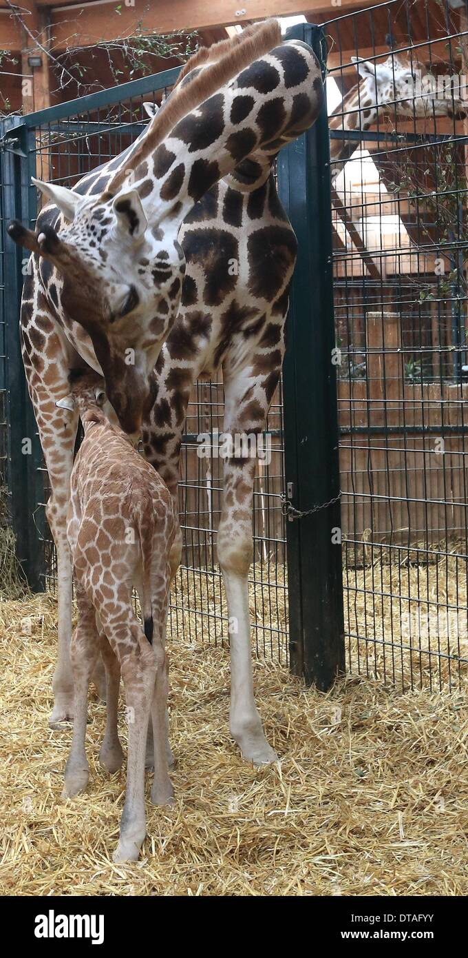 Magdeburg, Germania. Xiii Febbraio, 2014. Un Giraffe Calf sorge accanto a sua madre a Magdeburgo zoo a Magdeburgo, in Germania, il 13 febbraio 2014. Il torello sorge 1,8 metri di altezza ed è nato il 12 febbraio 2014. Foto: Jens WOLF/dpa/Alamy Live News Foto Stock