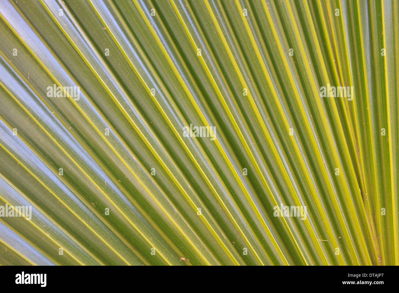 Immagine astratta di Verde foglie di palmo in natura Foto Stock