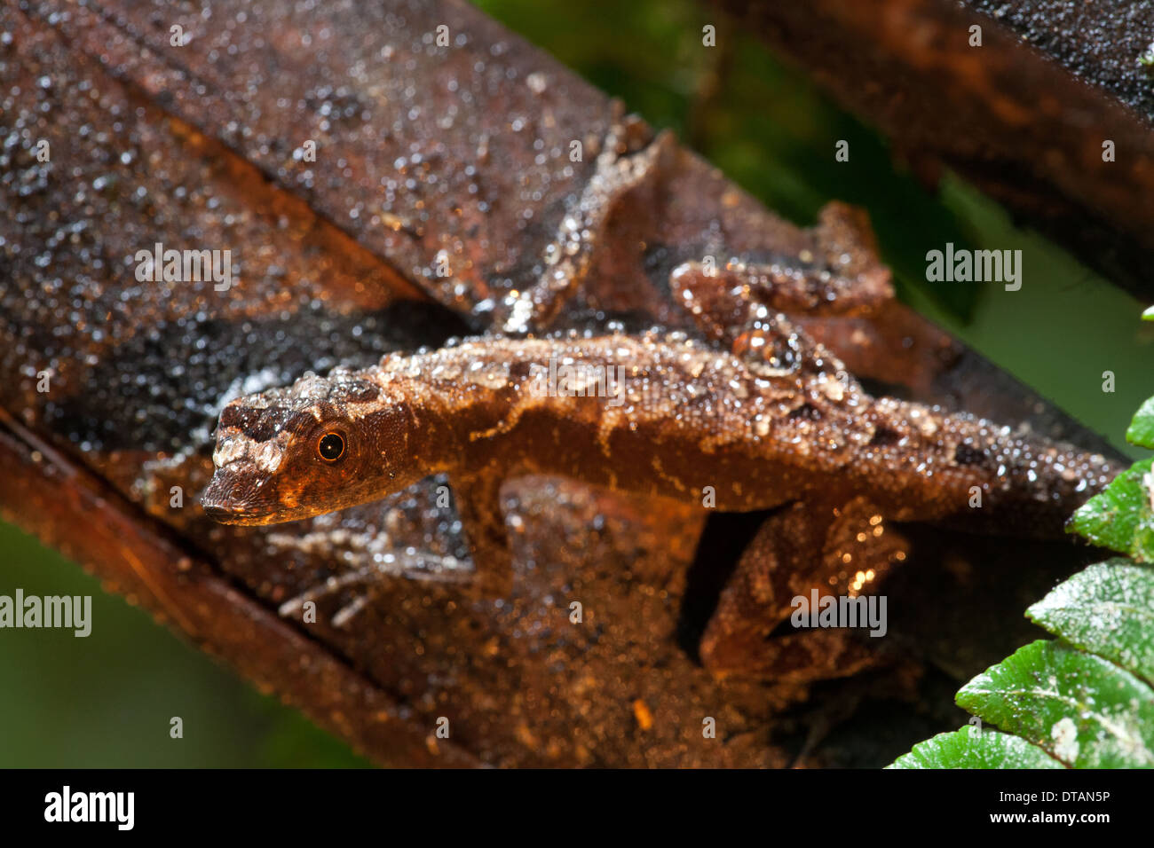 Anole lizard nella foresta pluviale a Burbayar riserva naturale, provincia di Panama, Repubblica di Panama. Foto Stock