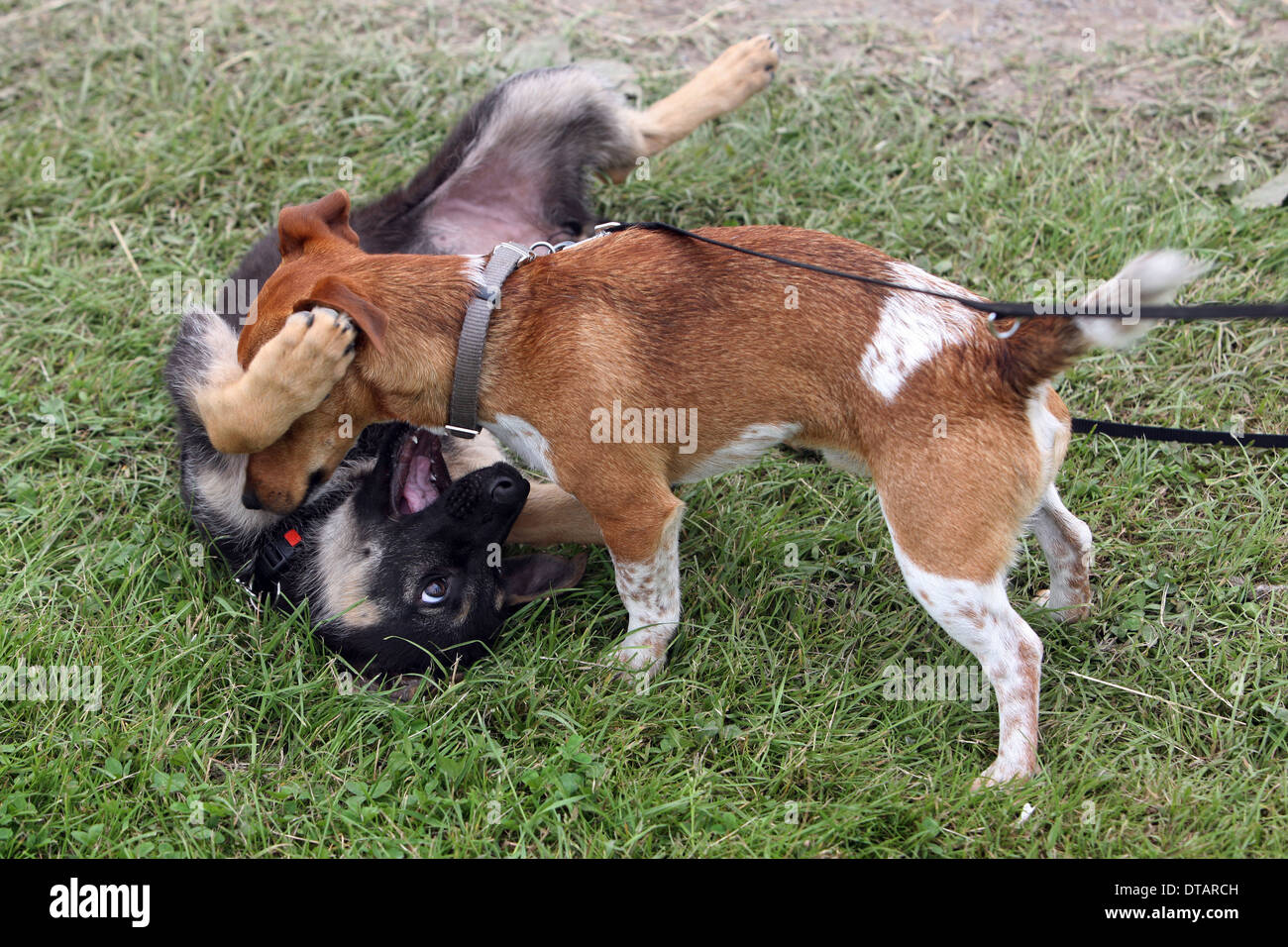 Amburgo, Germania, i cani giocare gli uni con gli altri Foto Stock