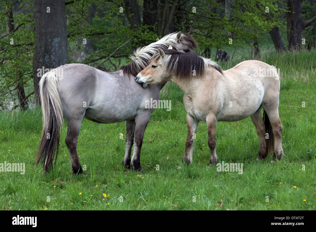 Villaggio Prangenberg, Germania, Fjord cavalli nibble ogni altro sulla spalla Foto Stock