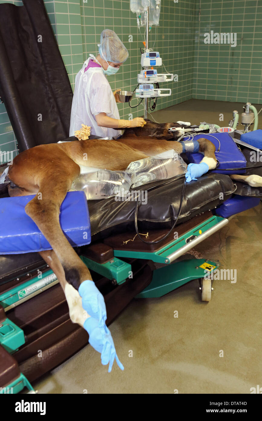 Berlino, Germania, chirurgico infermiera si prepara un puledro per un'operazione Foto Stock