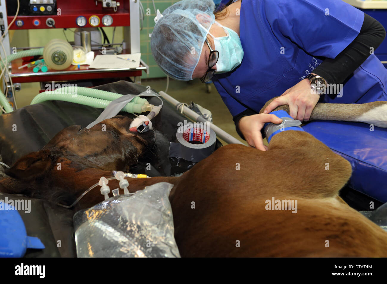 Berlino, Germania, chirurgico infermiera si prepara un puledro per un'operazione Foto Stock