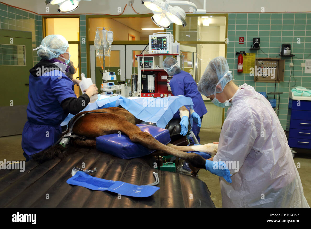 Berlino, Germania, chirurgico infermieri sono in preparazione di un puledro per un'operazione Foto Stock