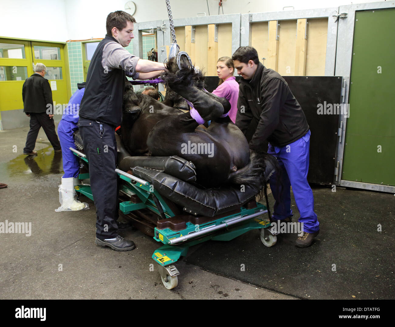Berlino, Germania, anestetizzati cavallo è posto su una commovente bare sottoinsieme Foto Stock