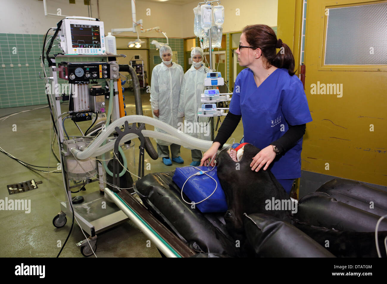 Berlino, Germania, assistente veterinario ueberprueft le funzioni vitali in un cavallo anestetizzati Foto Stock