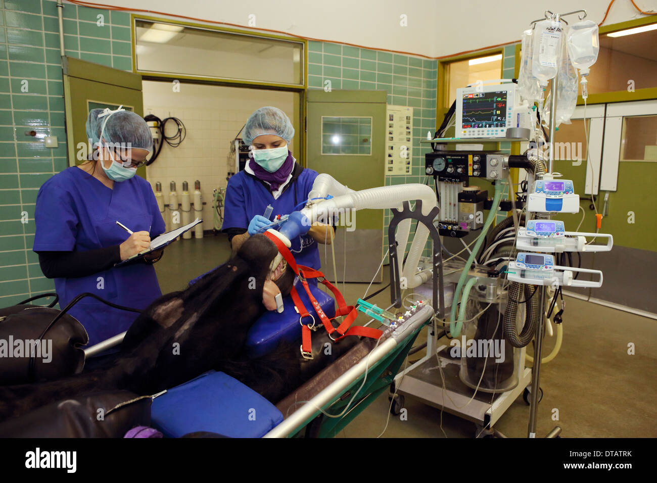 Berlino, Germania, assistente veterinario ueberprueft le funzioni vitali in un cavallo anestetizzati Foto Stock