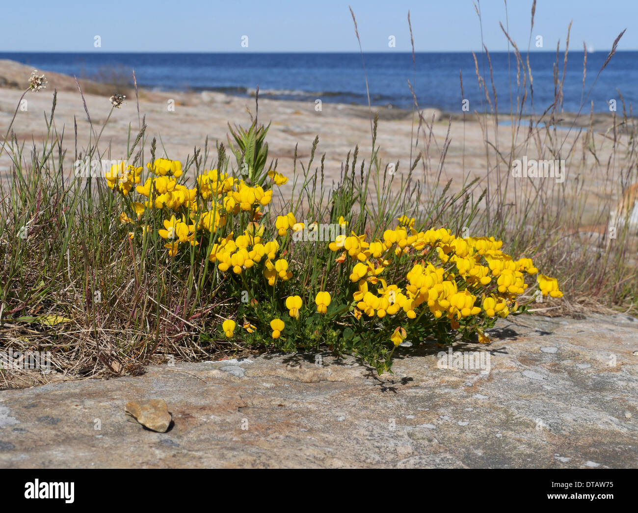 Bird's-piede (trifoglio Lotus corniculatus) sulla costa vicino a simrishamn, skåne, Svezia Foto Stock