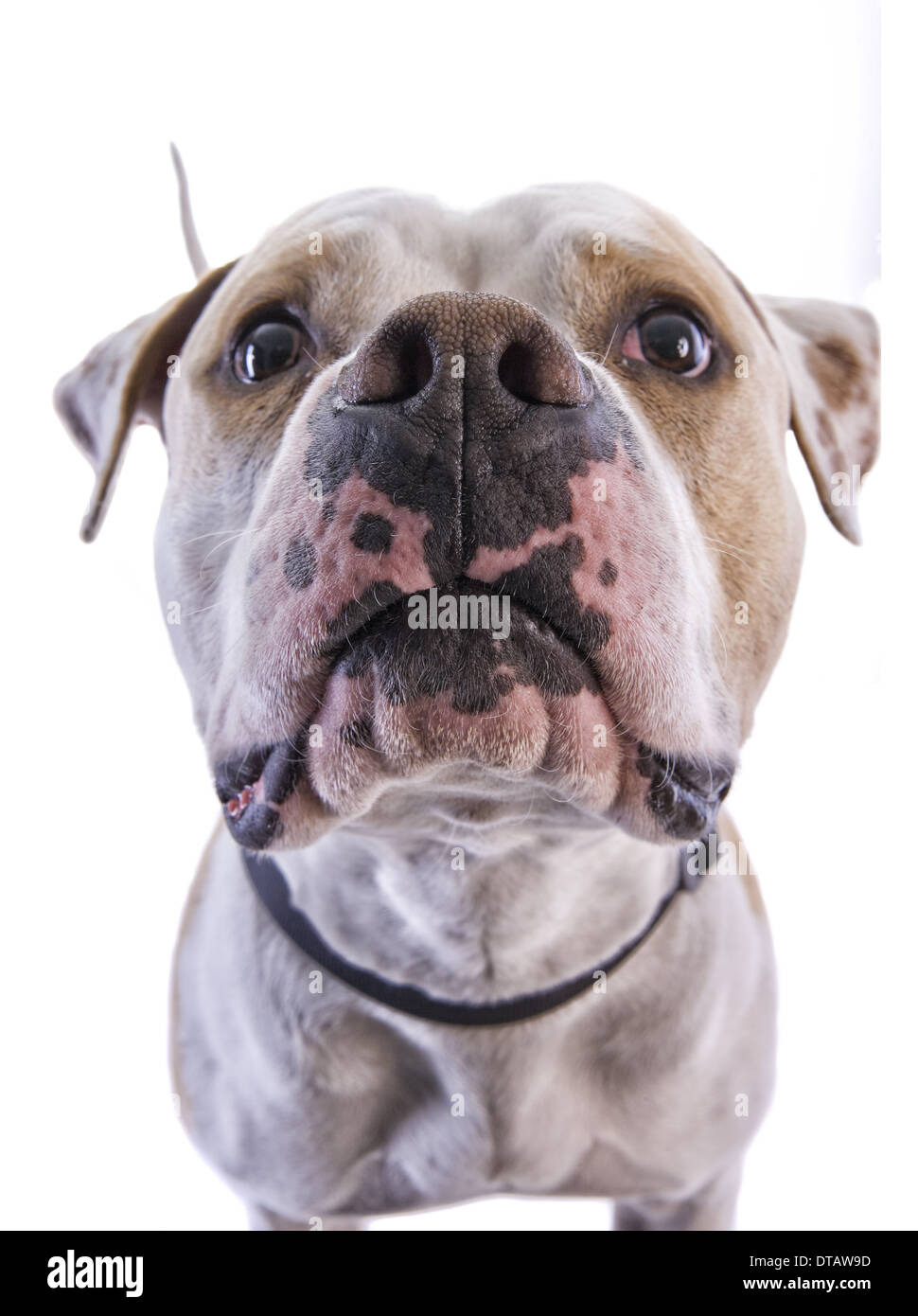 L'American Pit Bull Terrier grande naso colpo alla testa isolata su sfondo bianco Foto Stock