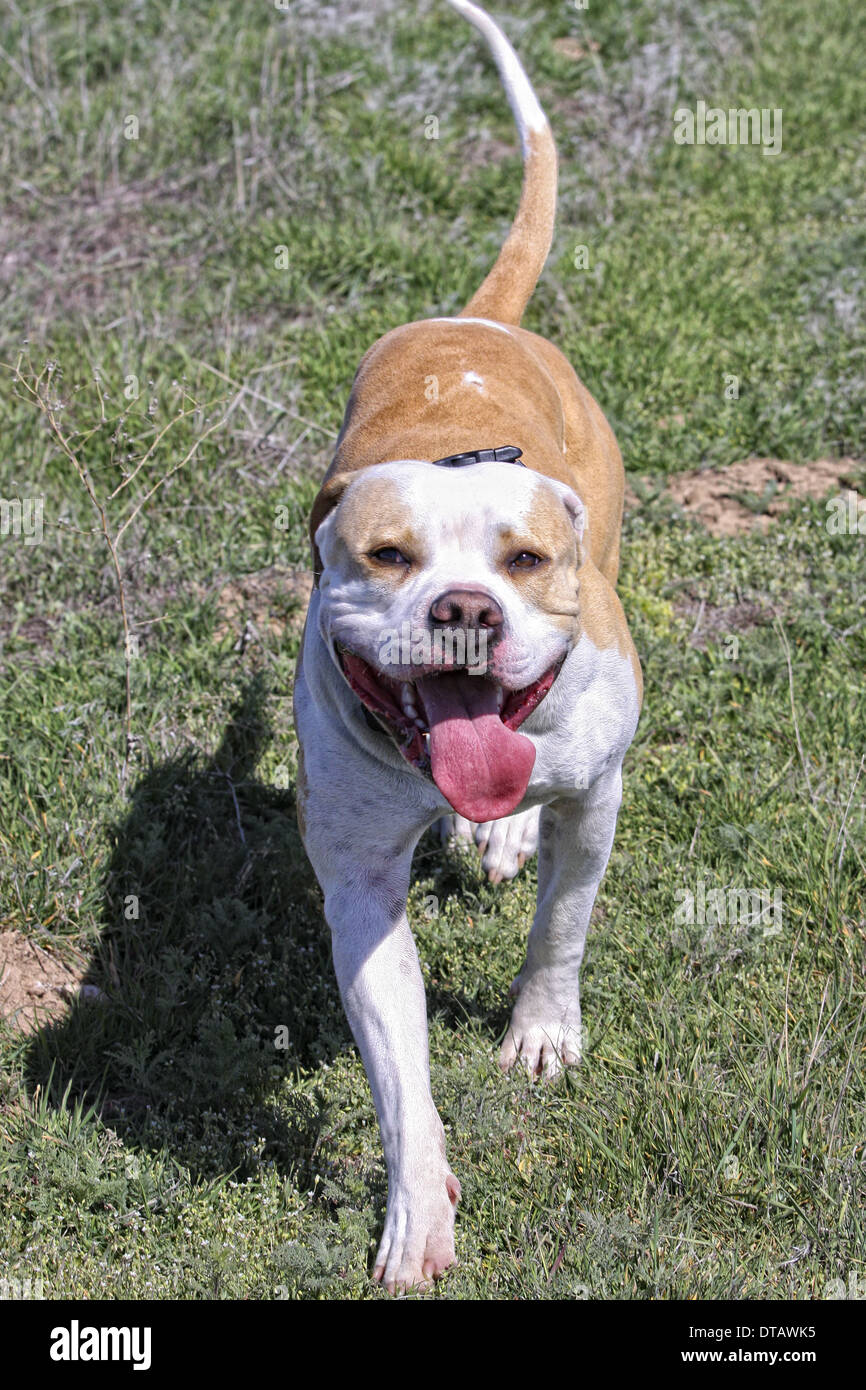 L'American Pit Bull Terrier in marcia verso la fotocamera all'aperto Foto Stock