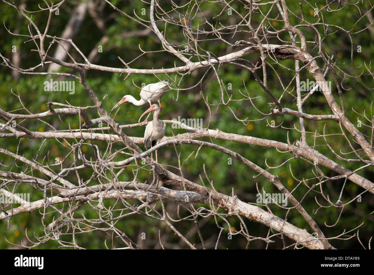 Bianco, Ibis Eudocimus albus, in un albero accanto a Rio Grande in Cocle Affitto provincia, Repubblica di Panama. Foto Stock