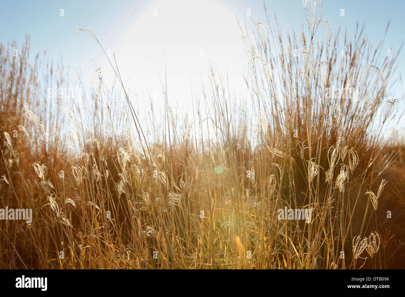 Erba selvatica in Prato Foto Stock