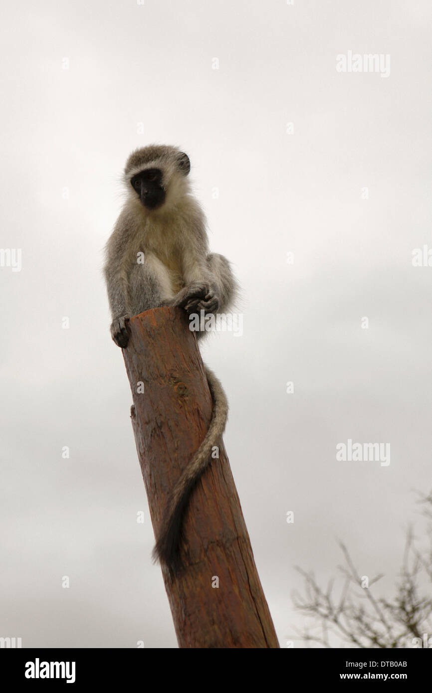 Monkey seduto sul palo di legno Foto Stock