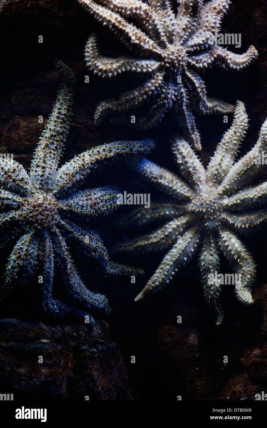 Close-up di piante acquatiche Foto Stock