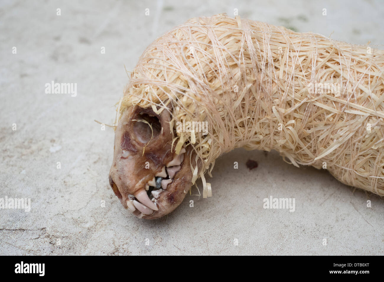 Avvolto lo scheletro di animale, close-up Foto Stock