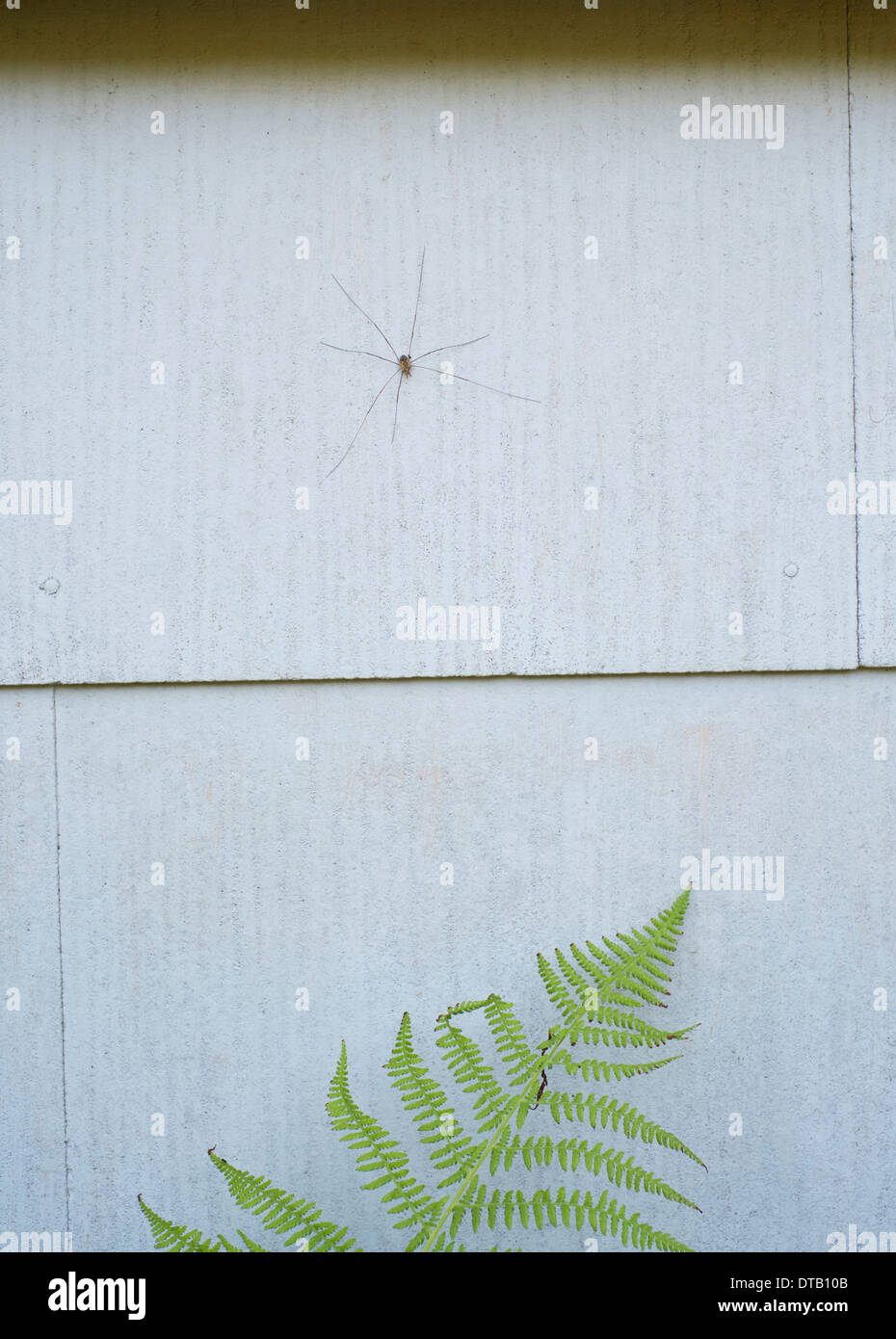Un Daddy Long Legs spider sulla parete sopra la felce, close-up Foto Stock