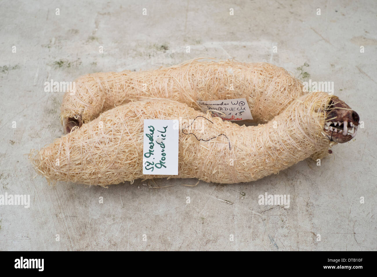 Avvolto lo scheletro di animale, close-up Foto Stock