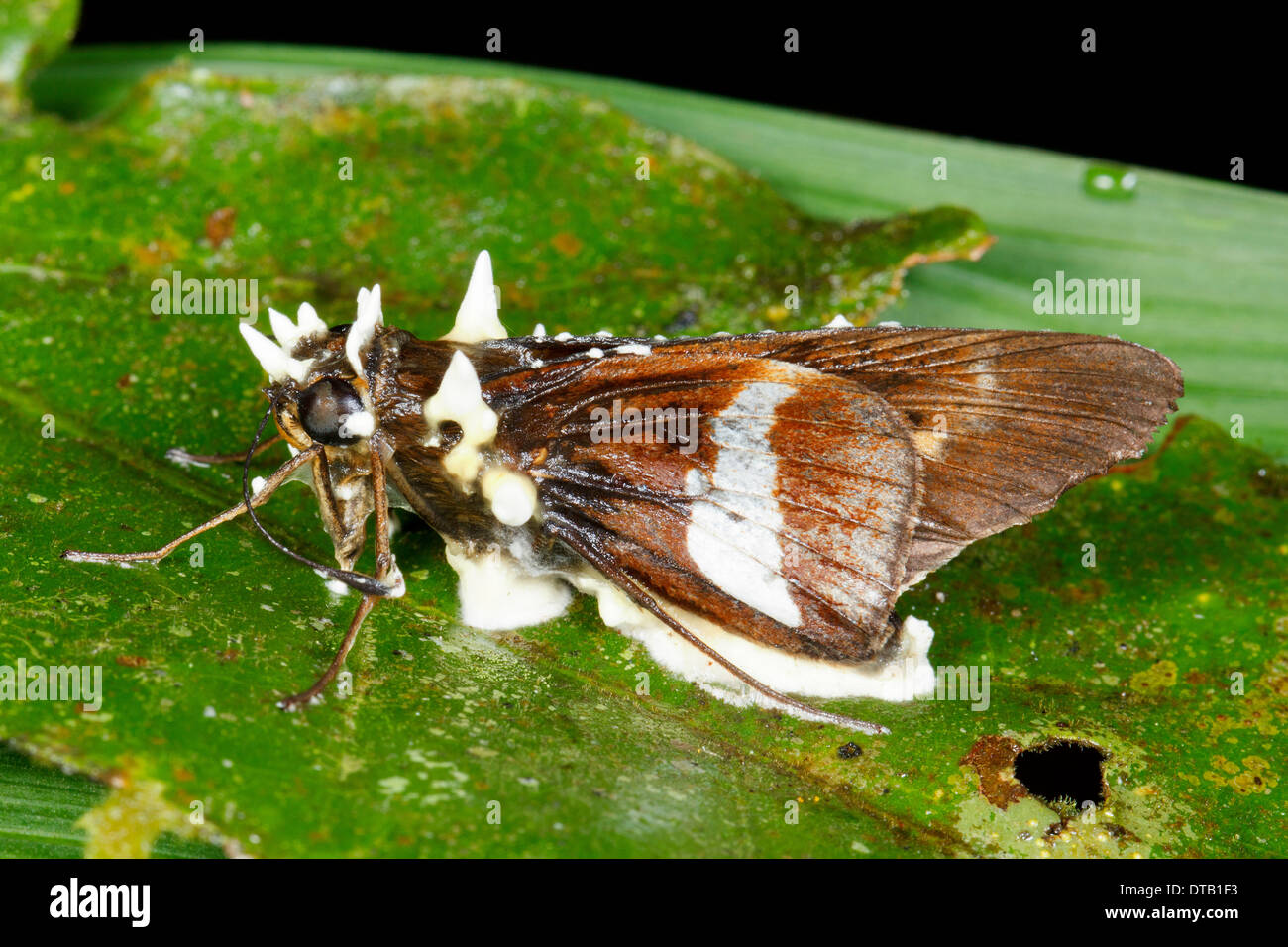 Cordyceps fungo infettare una falena nel sottobosco della foresta pluviale, Ecuador Foto Stock